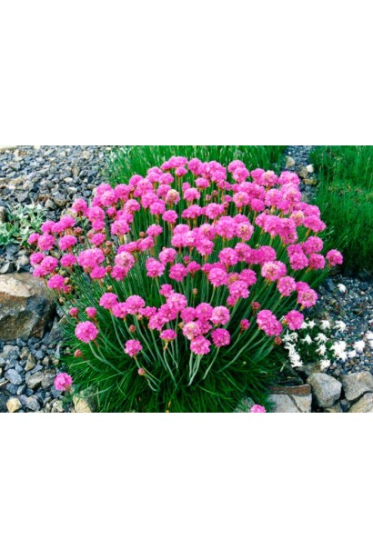 Армерія приморська Рубрифолія (чорнолиста) | Armeria maritima Rubrifolia | Армерия приморская Рубрифолия (чернолистная)